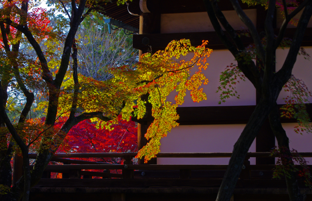 斜光　IMG9155zz