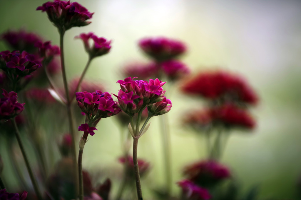 紅い花　IMGP1381zz