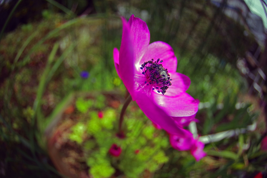 魚眼の迫力　IMGP3991zz