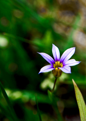ニワゼキショウ　P1170759zz
