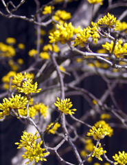 サンシュウの花　DSC00158zz