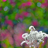 泡立ちそうと山茶花　IMGP0055zz