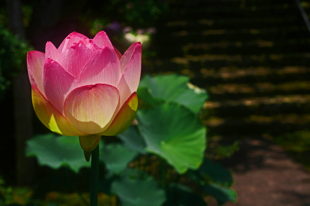 参道脇に咲いていた　P1200132zz