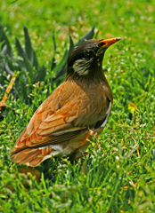 椋鳥　P1150062zzz