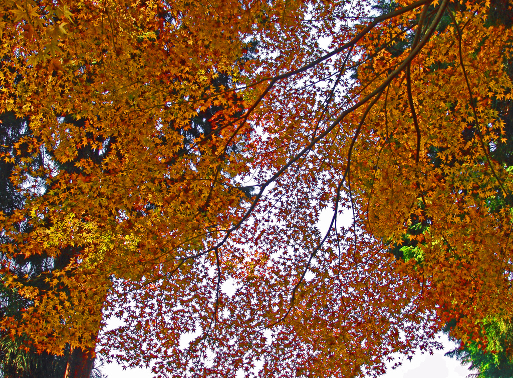 天空の黄色い絨緞　DSC01397z