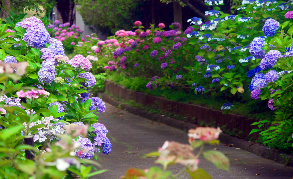紫陽花ロード　P1410910zz