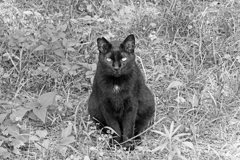 黒猫　P1087994zz