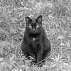 黒猫　P1087994zz
