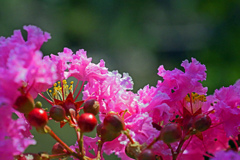 夏のシンボルツリー　P1043761zz