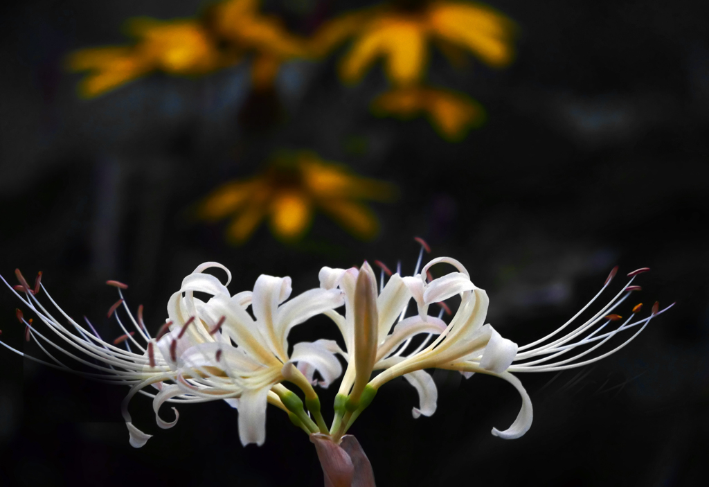 白い曼珠沙華　P1700279zz