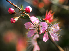 蕾・開花・落花　P1140129zz