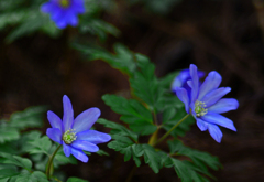 キクザイチゲ　IMGP7259zz