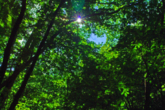 差し込む陽(ひかり）　IMGP0470zz