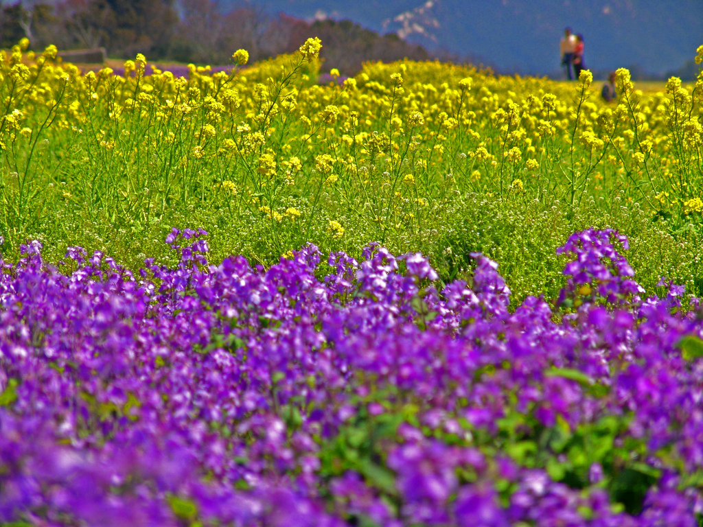 黄色い花と赤い花 そして青い空　DSC02695zz
