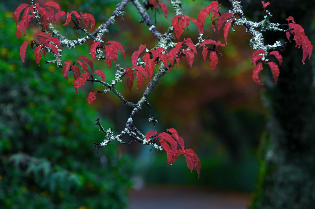 桜紅葉　IMGP1895zz