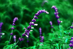 メキシカンセージⅡ（ソフトフォーカス）　IMGP6743zz