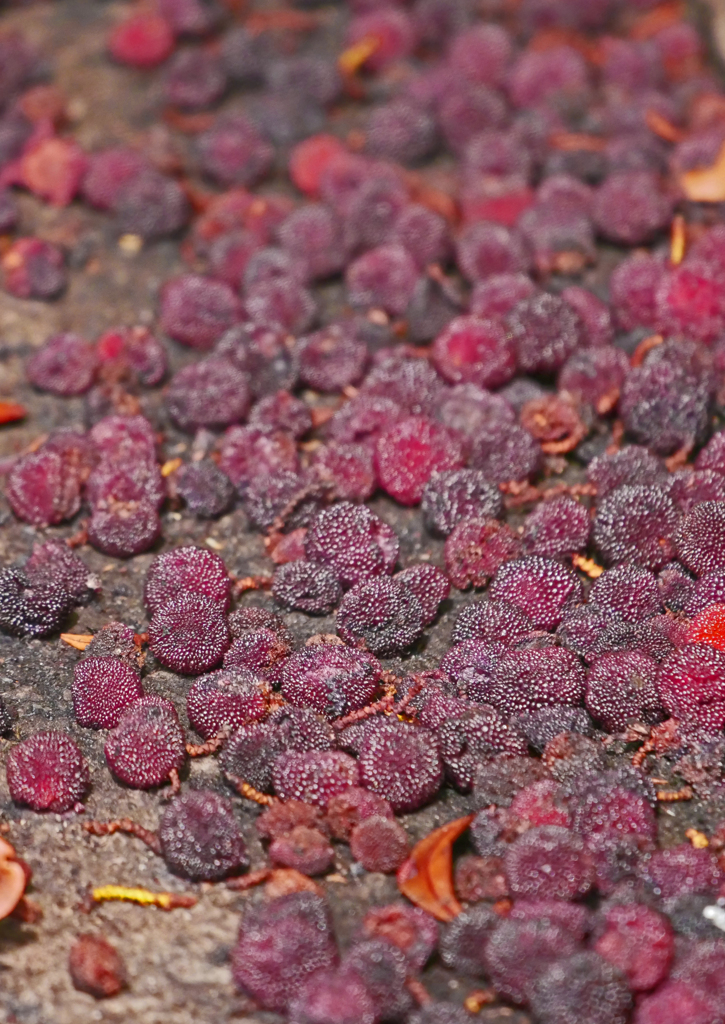 まるで砂糖菓子　P1200001zz