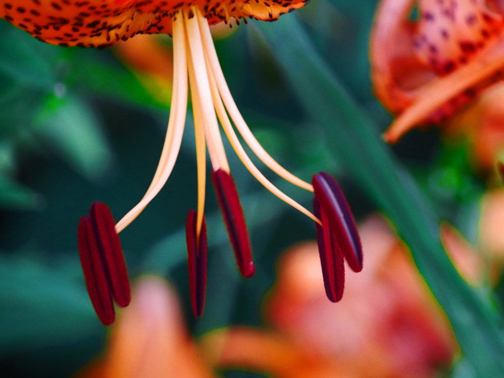 オニユリの蕊　P1340937zz