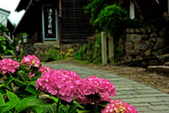 馬籠宿 紫陽花の道　IMGP7925zz