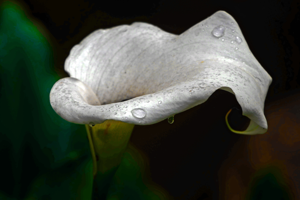 雨のしたたり　P1190620zz