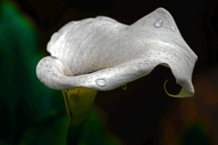 雨のしたたり　P1190620zz