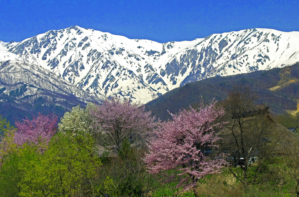 思い出の春景〈春の歓び〉　IGP7053zz