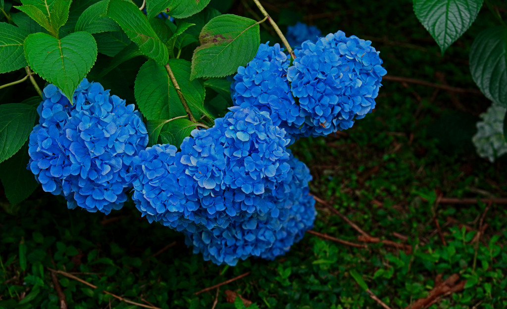 花房の重み　IMGP8341zz