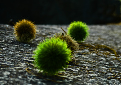 夏のイガグリ　P1360922zz