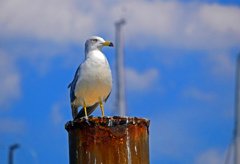 カモメのジョナさん　P1650168zz