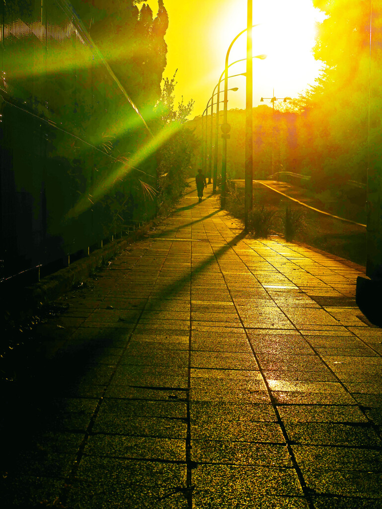 朝日射しこむ緩やかな坂道　P1470118zz