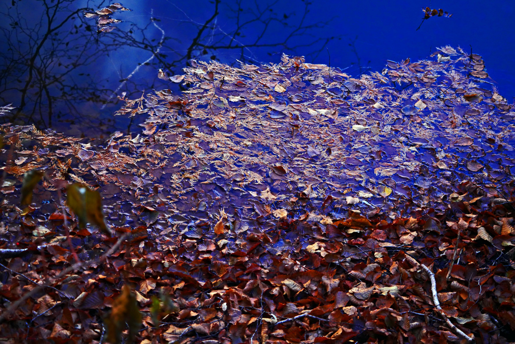 晩秋の水面　P1260957zz