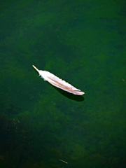 羽の舟　P1350904zz