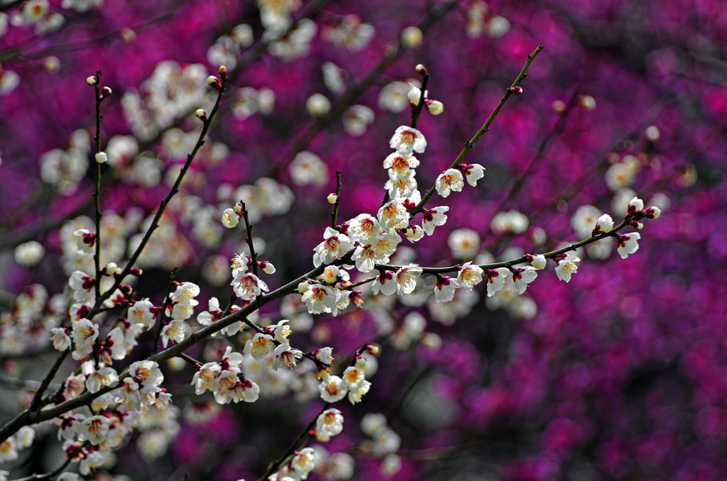 白梅 紅梅　_IMG0047zz