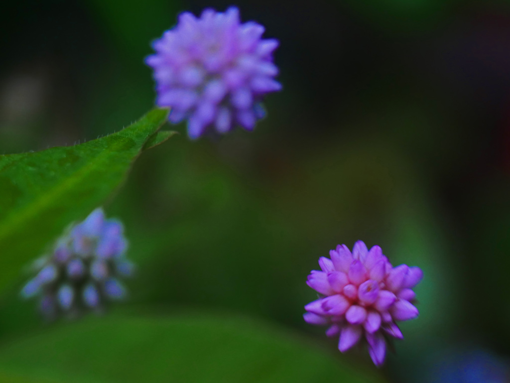 金平糖こぼした　P1280245zz