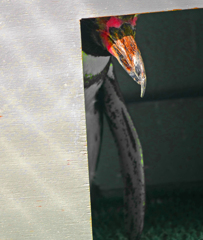 覗くペンギン　P1080138zz