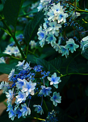 気になる紫陽花　P1570858zz