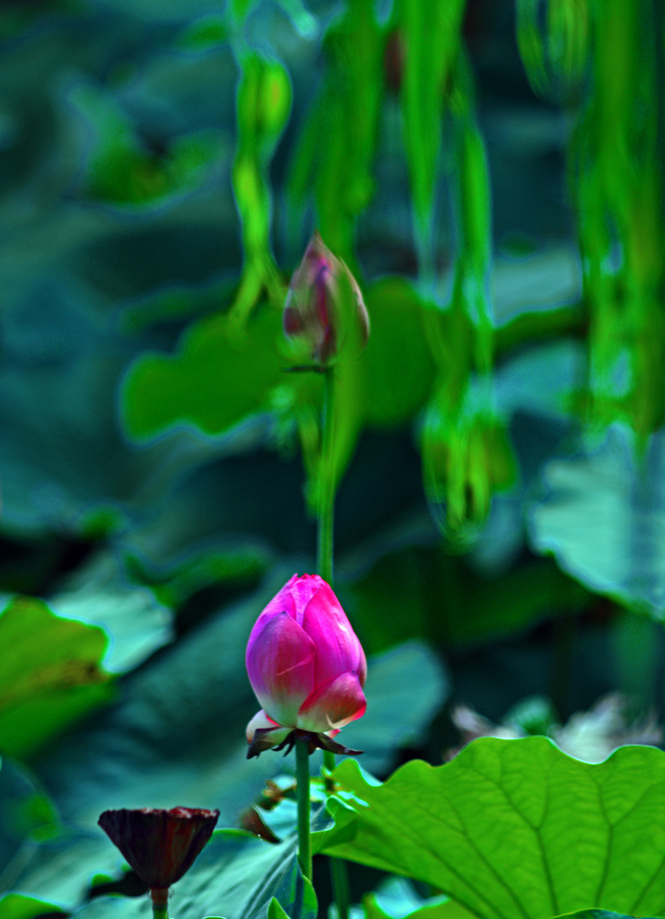 紅い蕾Ⅱ　IMGP8905zz