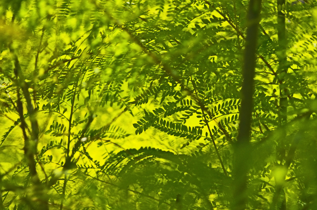 柔らかな光　_IMG4782zz