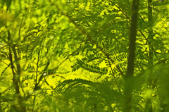 柔らかな光　_IMG4782zz