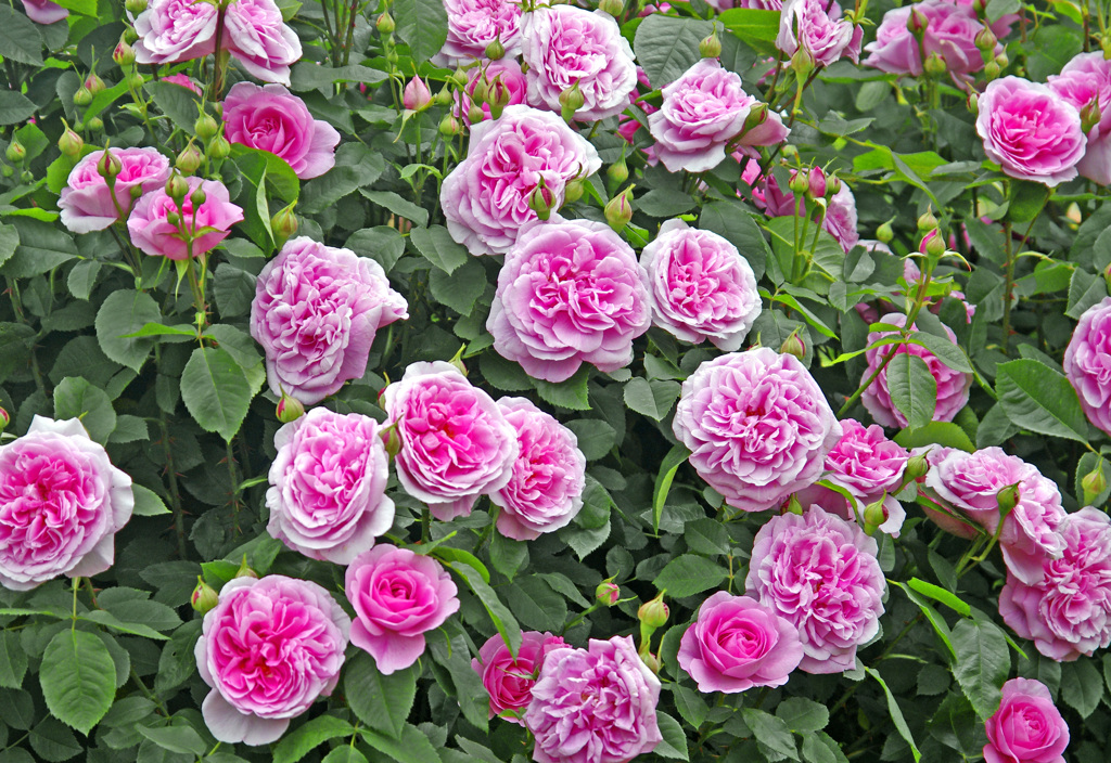 薔薇の花束 _IGP6128zz