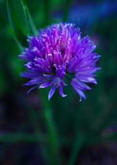 チャイブ　P1170301z