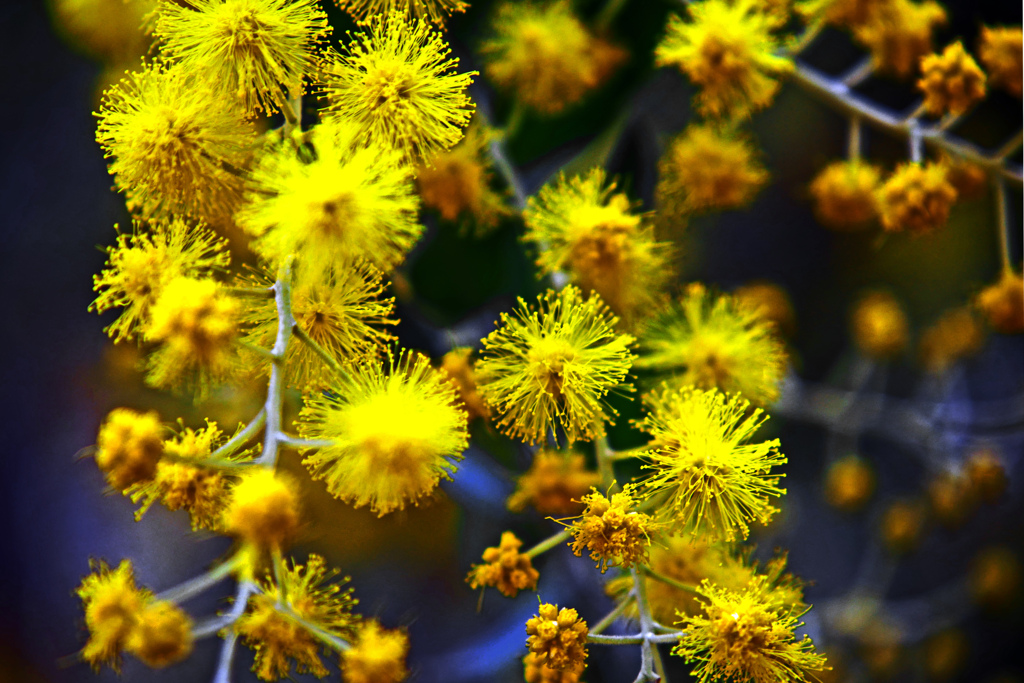 ポン ポン ポン　P1080034zz