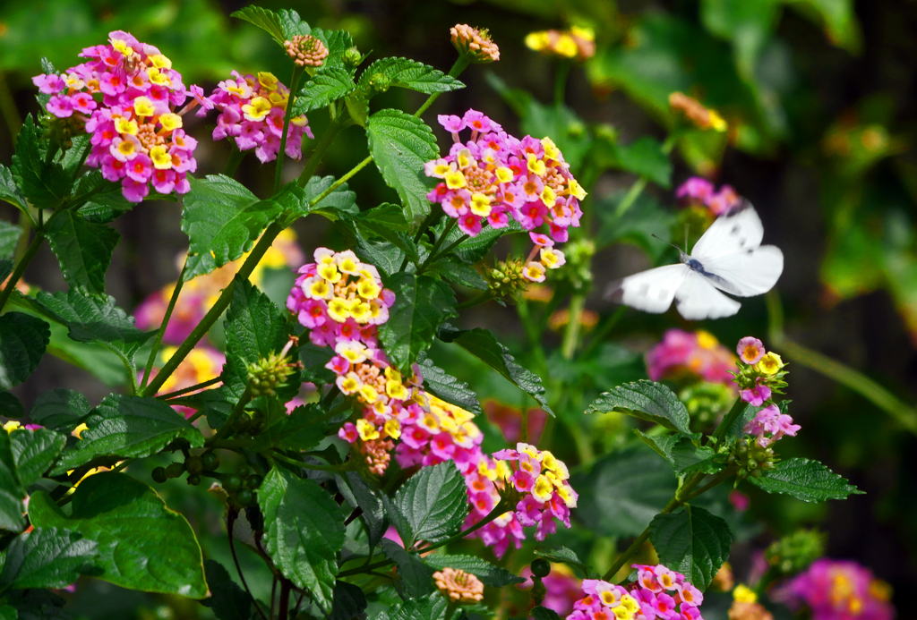 ランタナとモンシロチョウ　P1400226zz