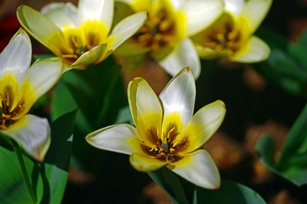 満開のチューリップ　IMGP3194zz