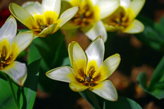 満開のチューリップ　IMGP3194zz