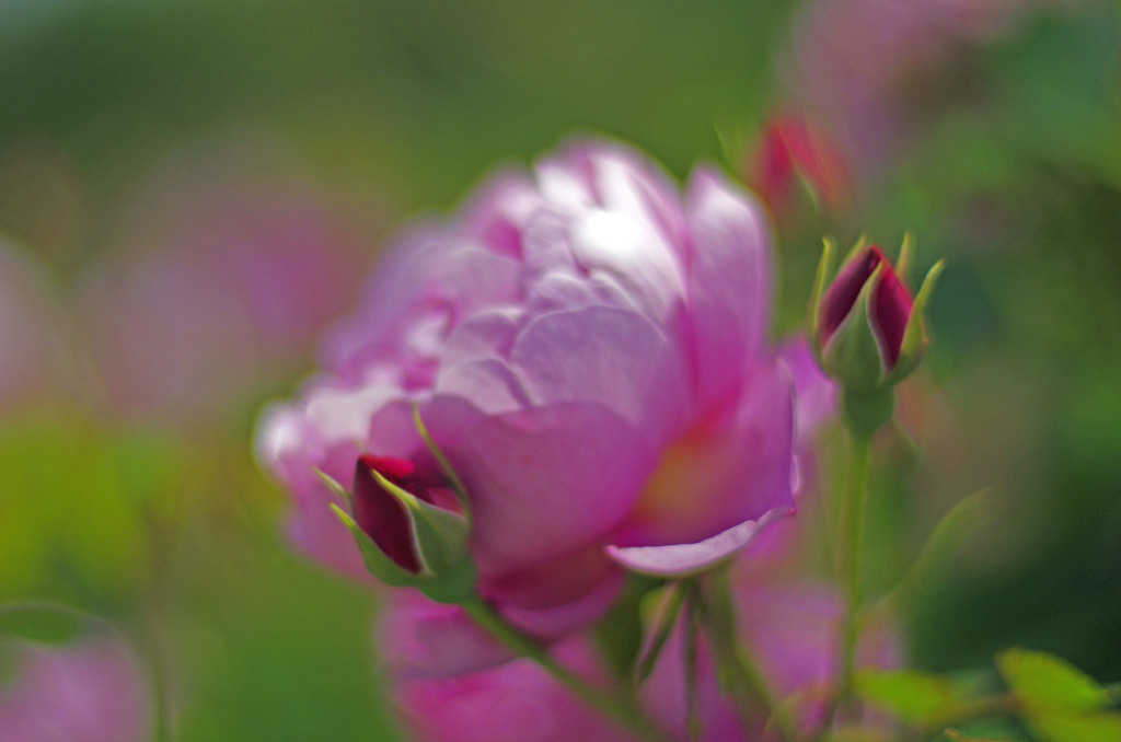 薔薇だより　_IGP9753zz