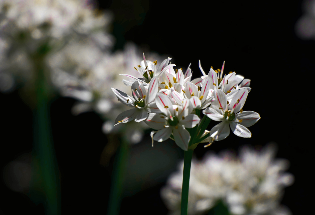 イフェイオンの花　P1150623zz