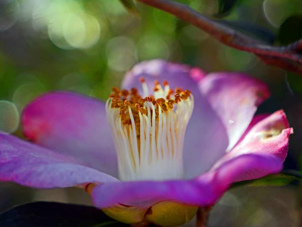 「初化粧」　P1060240zz