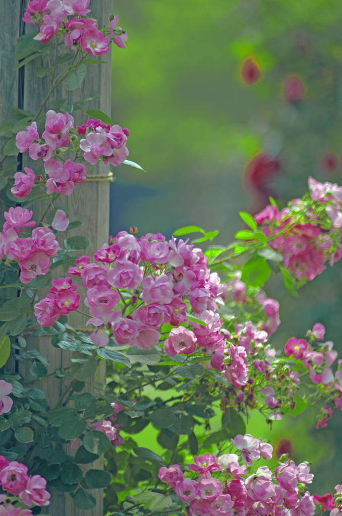 薔薇の苑　IGP7084zz