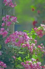 薔薇の苑　IGP7084zz